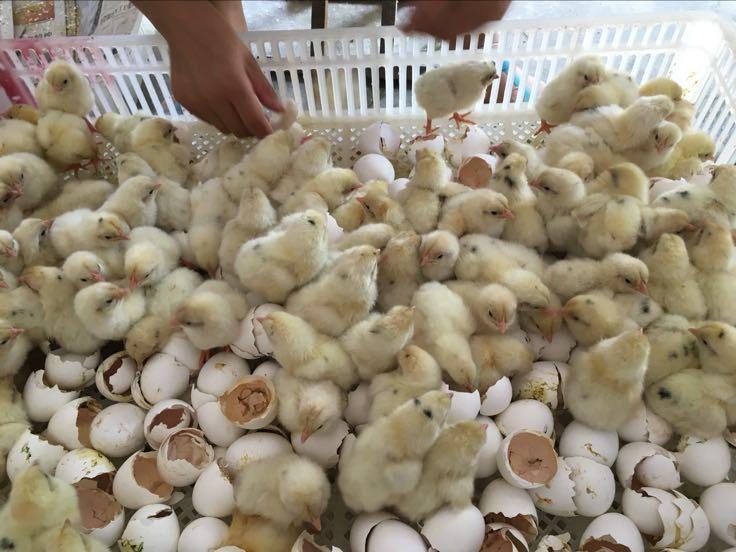 如何保證雞的健康飼養(yǎng)？