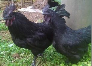 中國黑鳳雞：雞苗白痢的癥狀及防治方法