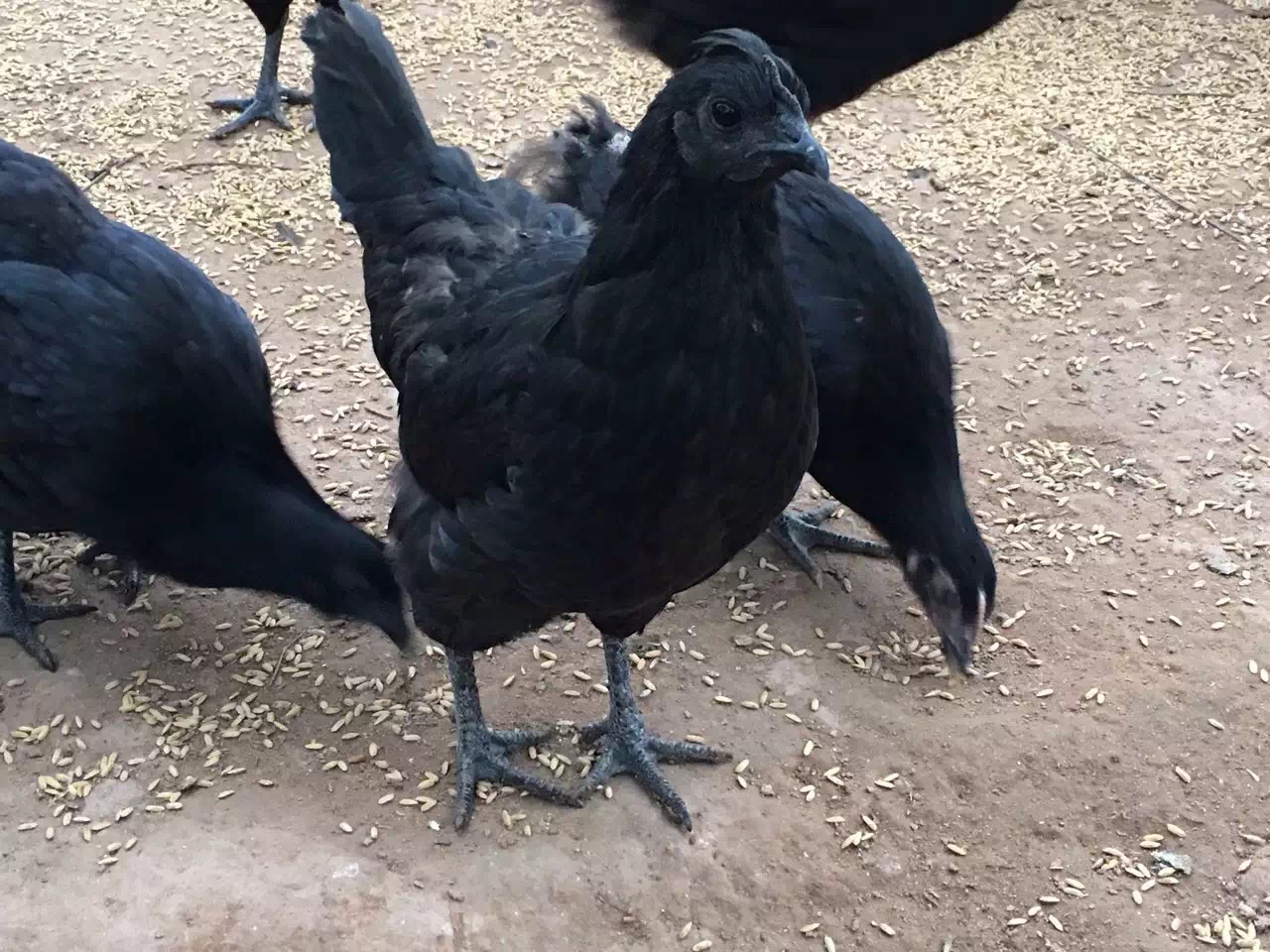 綠殼蛋雞苗價格