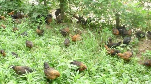 散養(yǎng)雞技術(shù)之雛雞的飼料的挑選及注意事項