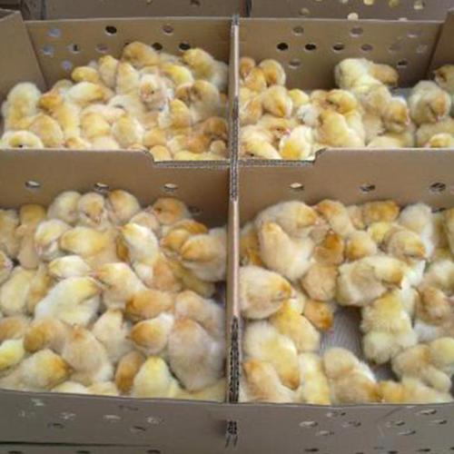 雞苗飼養(yǎng)如何提高成活率？
