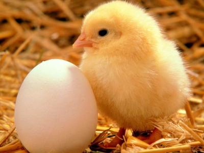 黑鳳雞苗：雞苗的飼養(yǎng)管理