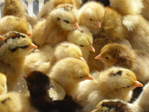 廣西雞苗:公雞母雞分欄飼養(yǎng)原因