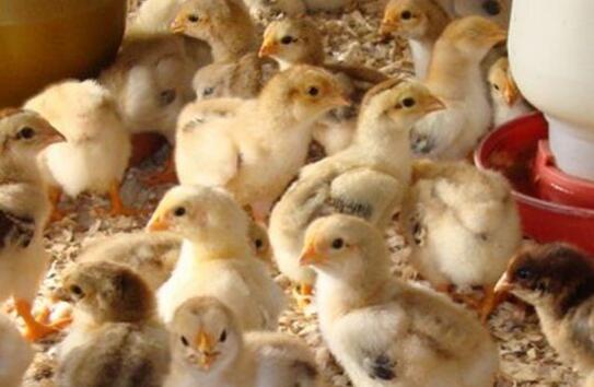 四川雞苗:如何降低雞蛋的飼料成本？