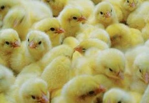 3月份雞苗需要做好呼吸道保健工作