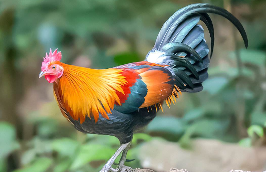 夏季蛋雞的飼養(yǎng)管理